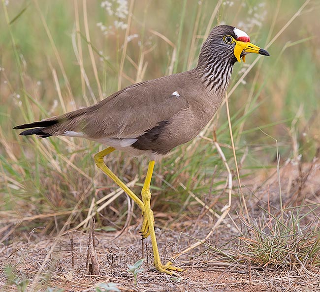 Wattled Plover walking